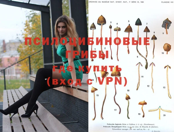 шишки Алзамай